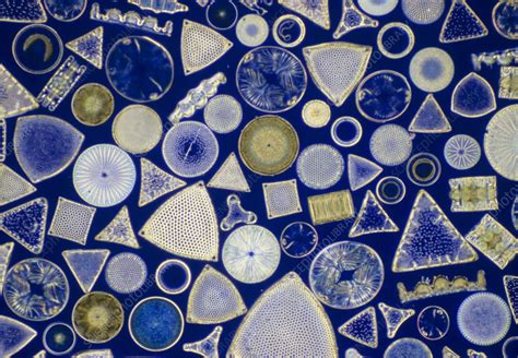 Assortment of fossil diatoms - Stock Image - B305/0152 - Science Photo Library