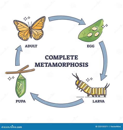 Metamorphosis