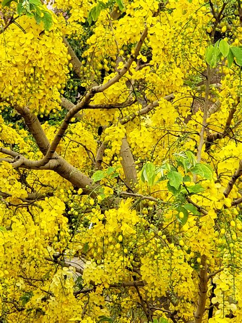 Amaltas Tree | Indian Laburnum Tree | Golden Shower Tree