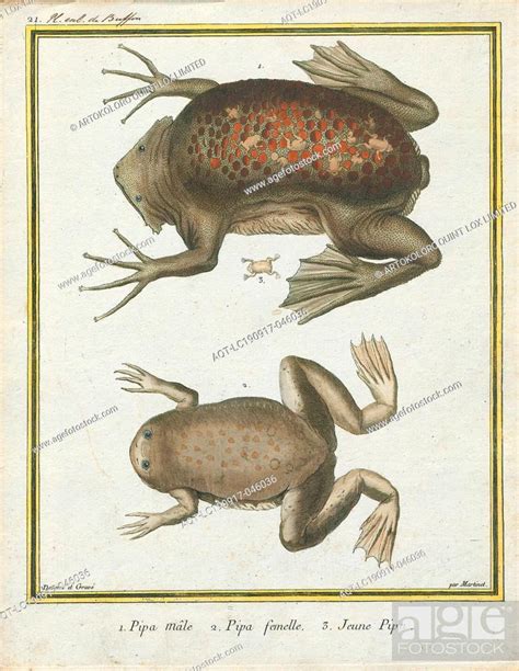 Pipa americana, Print, The common Suriname toad or star-fingered toad ...