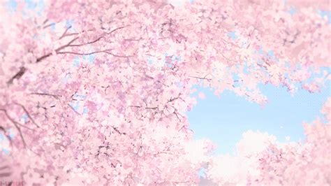 Cherry Blossom Gif - IceGif