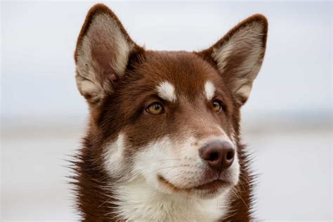 Brown Husky: Is This The Most Beautiful Husky Color?