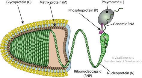 Rhabdoviridae ~ ViralZone