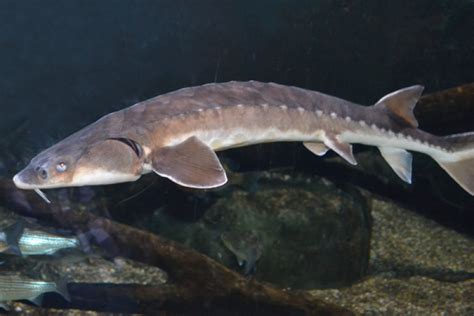 Shortnose Sturgeon | NOAA Fisheries