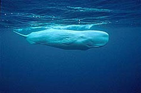 Albino sperm whale - the legend Ocean Mammal, Sea Shark, Underwater Animals, White Whale, Sperm ...