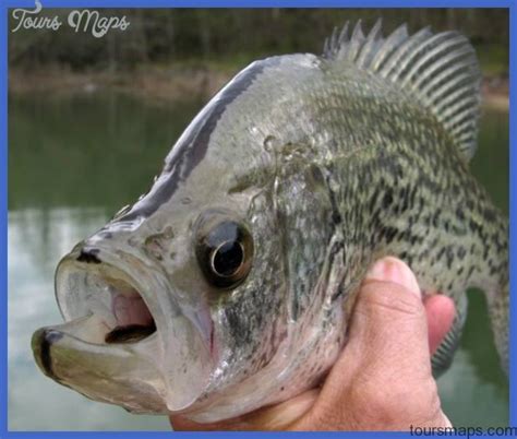 Fishing: Black Crappie - ToursMaps.com