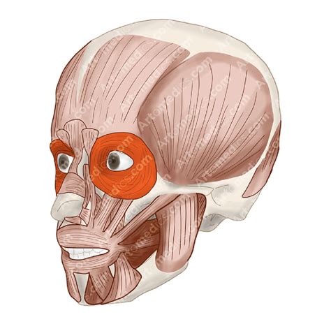 Orbicularis Oculi: the 2 blinking muscles - Artomedics Studio