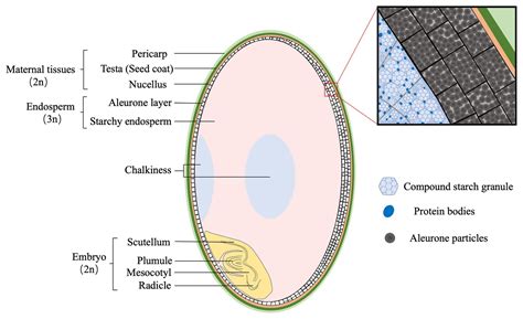 Frontiers | Embryo-Endosperm Interaction and Its Agronomic Relevance to ...