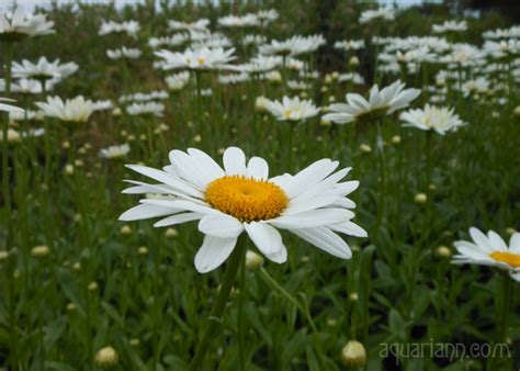 fantasy art and tree chatter of aquariann: Flower Photo: Daisy Field