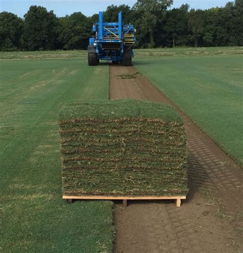 Celebration Bermudagrass | Travis Resmondo Sod High Quality Fresh FL Sod