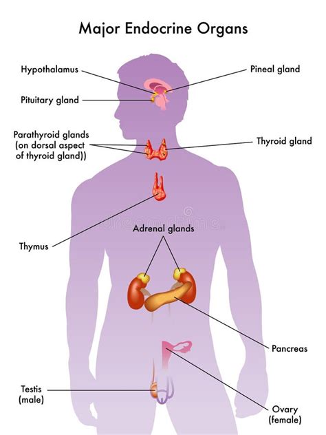 Endocrine Glands