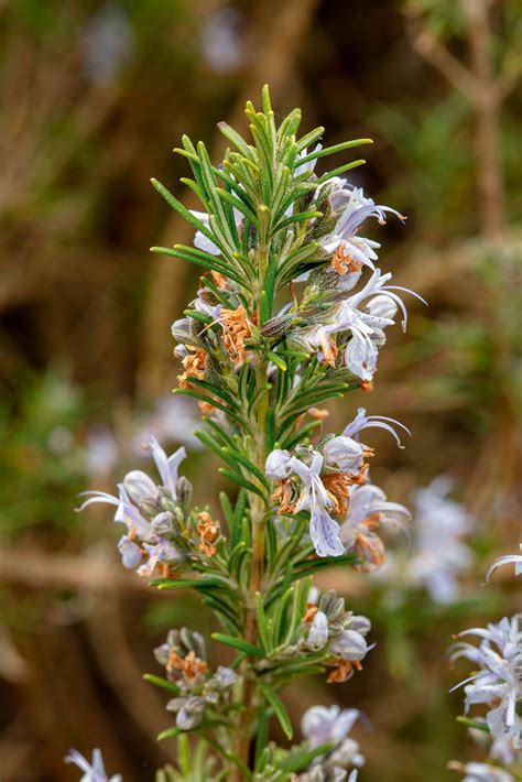 How to grow your own rosemary — any why you'll fall in love with it ...