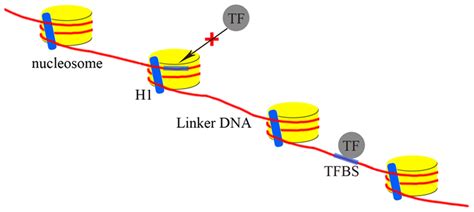 Nucleosome positioning is a global determinant of transcription factor... | Download Scientific ...