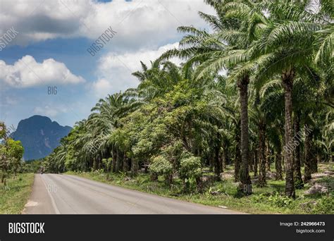 African Oil Palm Image & Photo (Free Trial) | Bigstock