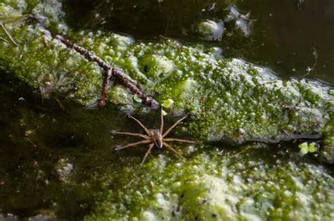 Can Spiders Swim? Let’s See Who Can and Who Can’t. – WhatBugIsThat