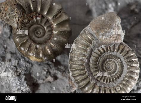 Ammonite fossils found on the Jurassic Coast Dorset UK Stock Photo ...