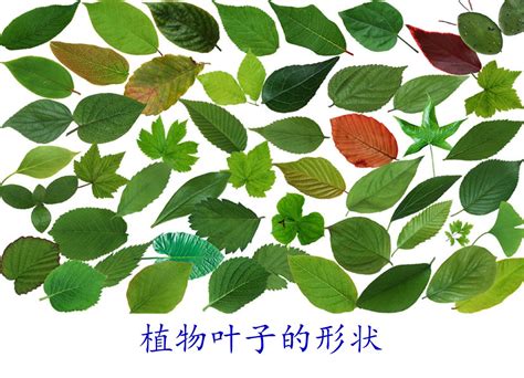 科学网—植物叶子的形状(叶形) - 王从彦的博文