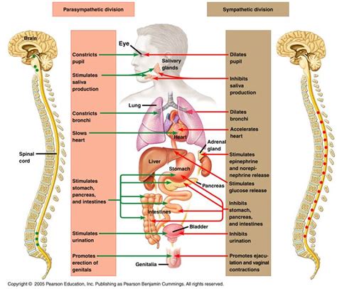 human biology - Is the autonomic nervous system only activated by internal stimuli? - Biology ...