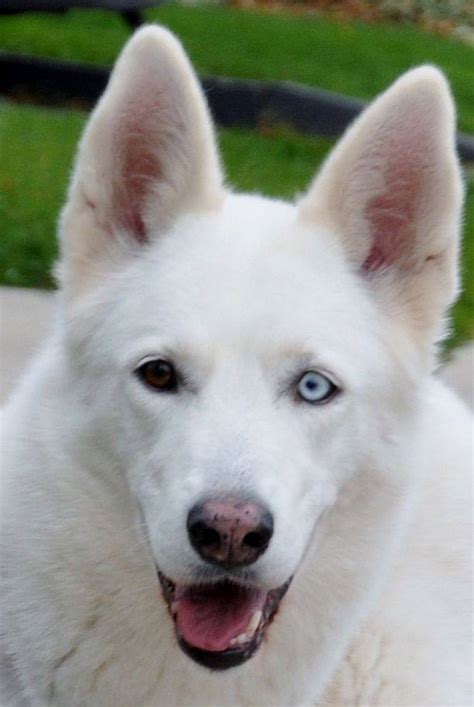 Gallery For > White German Shepherd Husky Mix