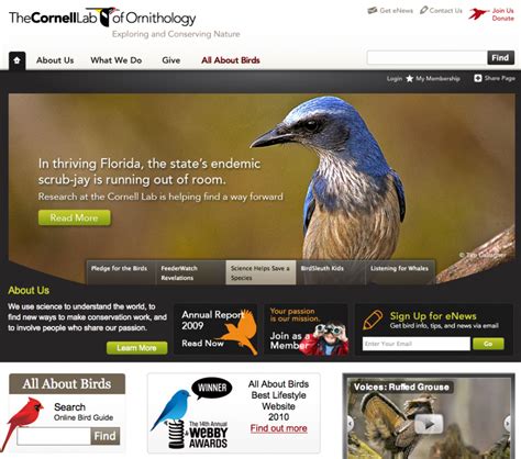 Website Update Review - Cornell Lab of Ornithology