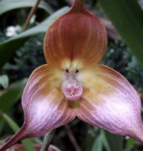 10 Unusual Orchids That Look Like Monkeys and Other Animals | Dengarden