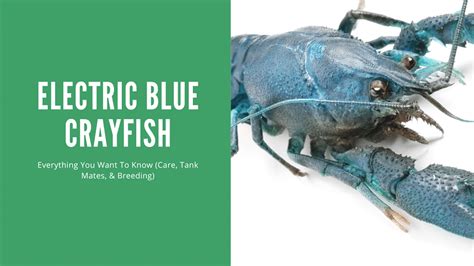 Guide to Keeping Electric Blue Crayfish: Care, Breeding, and Tank Size ...