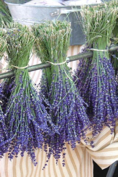 Harvesting and Drying Lavender - The Lavender Homefront