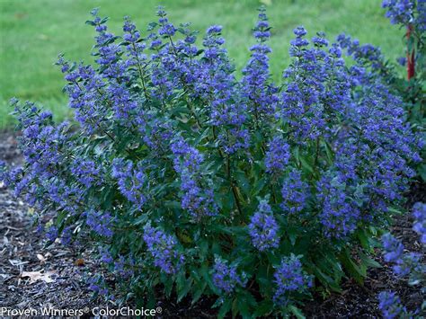 Blue Mist Shrub, Beyond Midnight - Campbell's Nursery