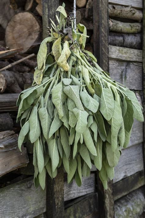 Drying sage on a shed stock image. Image of rustic, country - 157147041