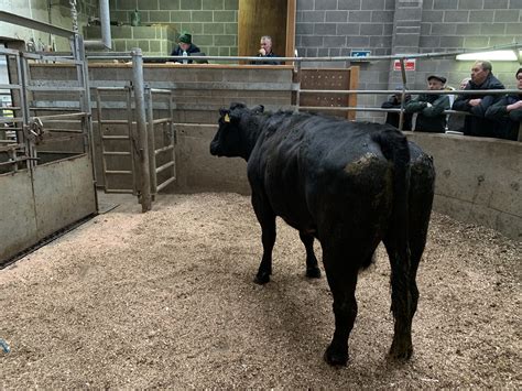 Mart report: General cattle sale at Ardee Mart - Agriland.ie