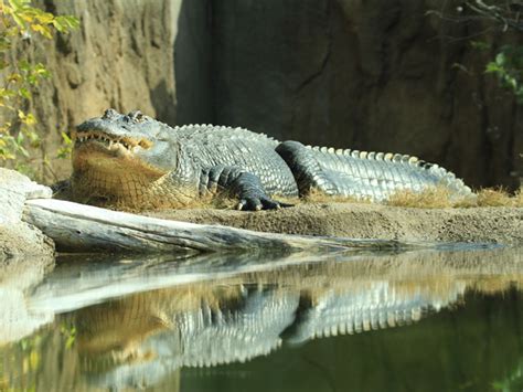 Cameron Park Zoo in Waco | Tour Texas