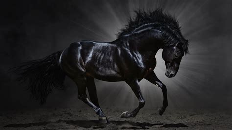 37+ Horse pics for wallpaper ideas | basicsofhorsestalldesign