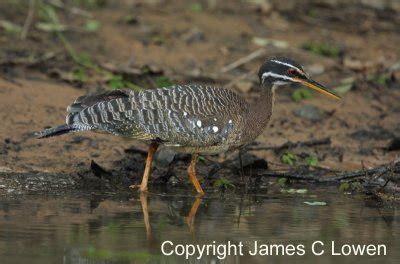 Pantanal birds Photo Gallery by James Lowen at pbase.com