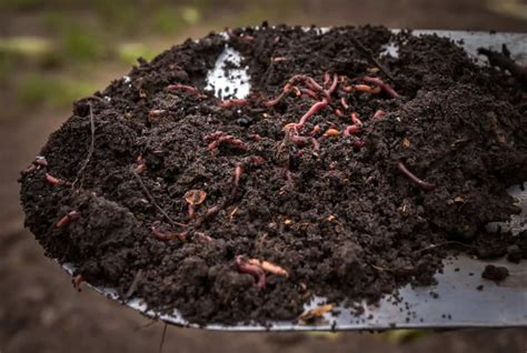 Should You Put Worms in Indoor Plants? | Planet Renewed