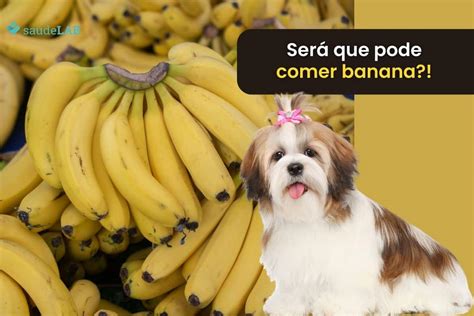 Can Shih Tzu dogs eat bananas? Find out what the fruit does to your pet - SaúdeLab