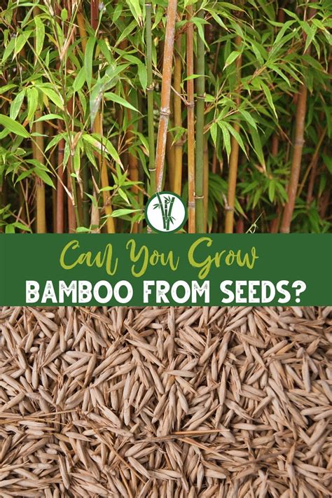 Can You Grow Bamboo From Seeds? | Bamboo Plants HQ