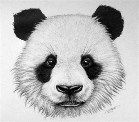 Panda Bear Drawing by LethalChris on DeviantArt