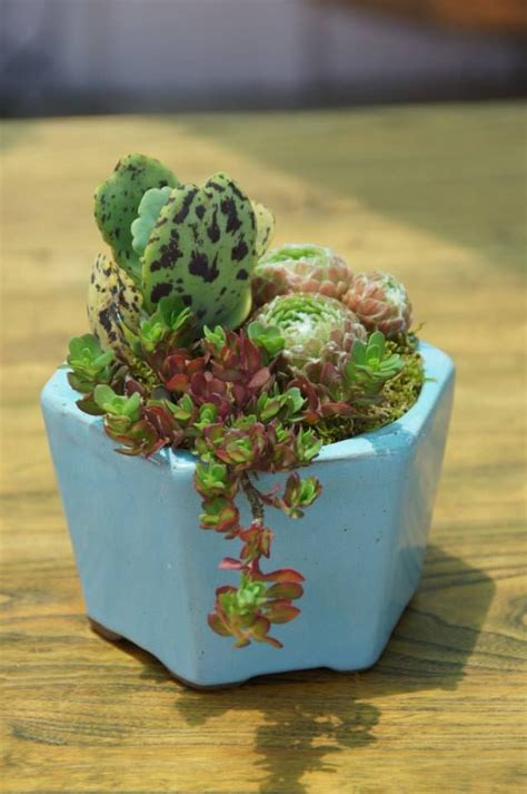 17 Best images about "Mini" Arrangements on Pinterest | Minis, Succulent arrangements and Orange