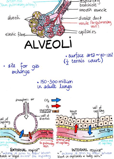 Medical Biology illustrated notes | Nurse study notes, Basic anatomy ...