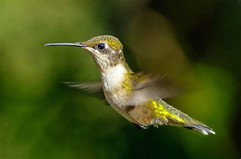 Hovering Hummingbird – Focusing on Wildlife