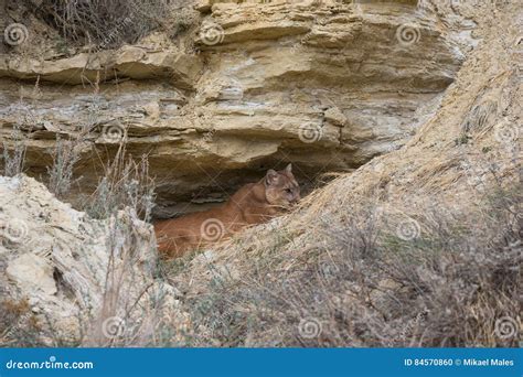 Mountain Lion Resting at Den Site Stock Photo - Image of males, america ...