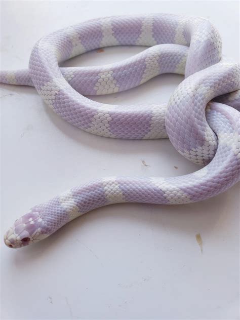 Does anyone know what breed this is? I’m tryna buy one : r/snakes