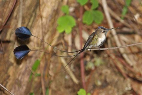 Marvelous Spatuletail - BirdForum Opus | BirdForum