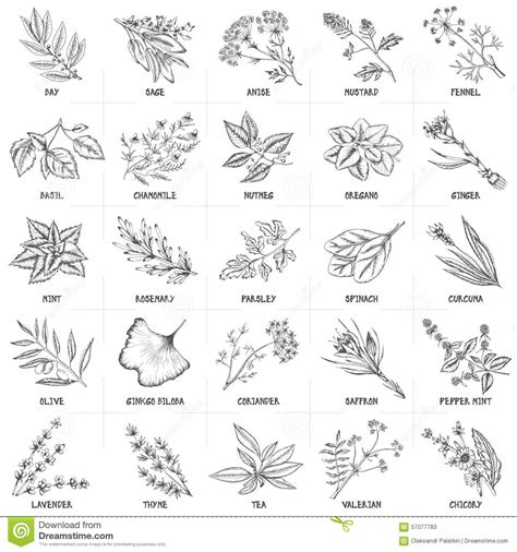 Kitchen herb clipart 20 free Cliparts | Download images on Clipground 2024