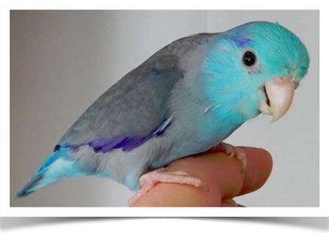 Blue Parrotlet | Parrotlet, Birds for sale, Pacific parrotlet