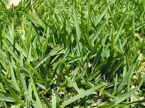 Best Shade Tolerant Grass | 5 Grass Types That Grows in Full Shade