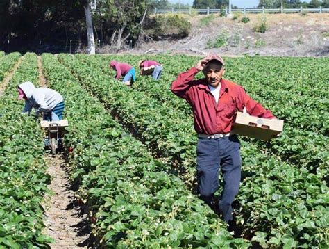 2022 Guide Through Popular Strawberry Season In California