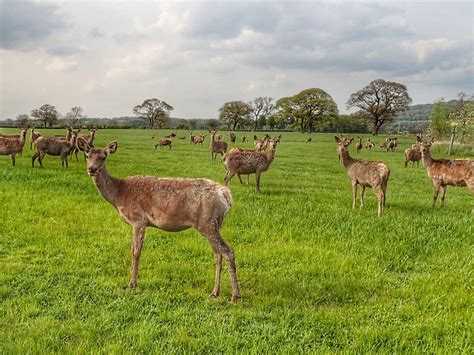 Deer farming, near Little Ayton – Out and about