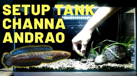 Setting Aquarium Channa Andrao • Setup Tank - YouTube