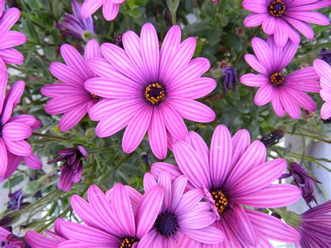 Free photo: pink purple flowers - Blossom, Brown, Flora - Free Download - Jooinn
